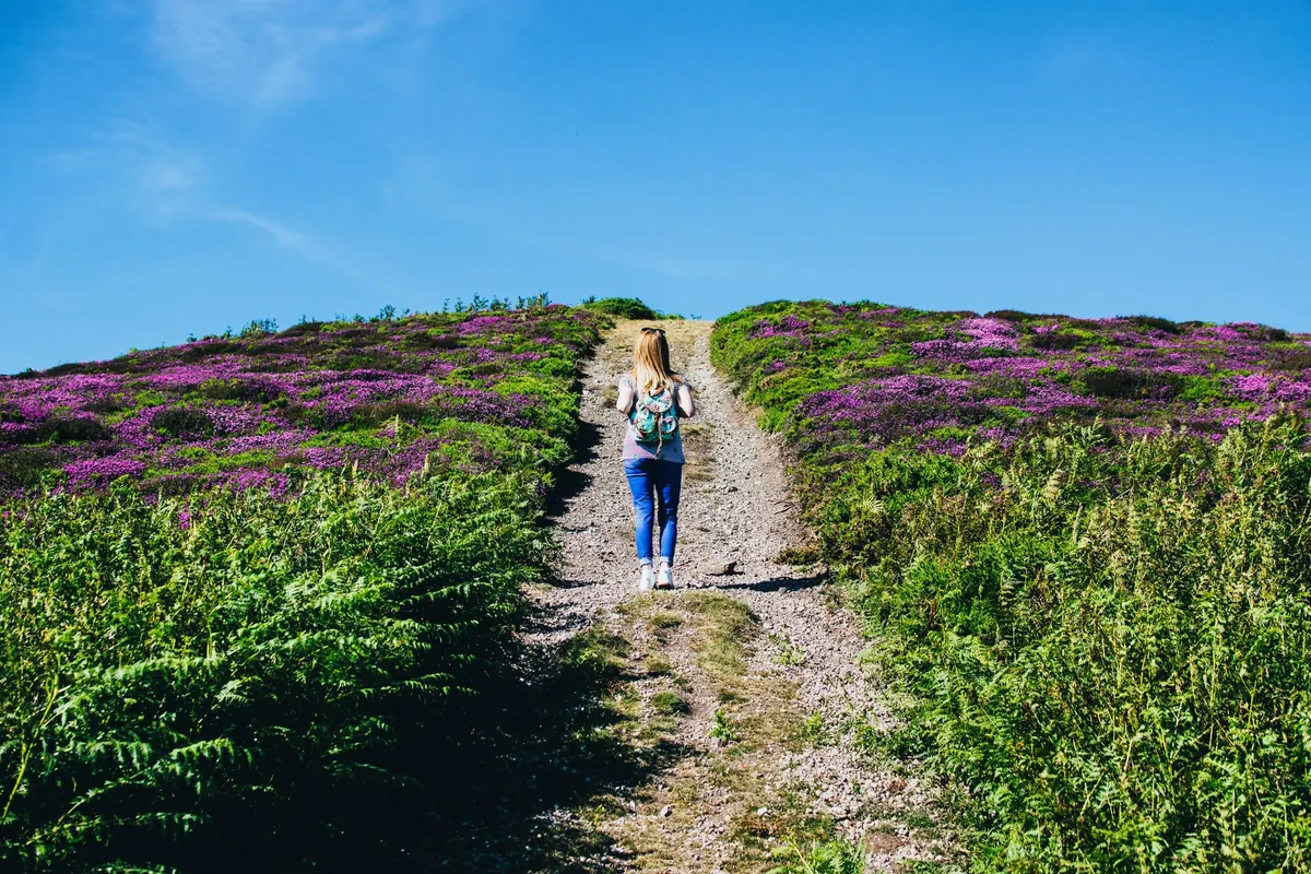 Beginner's Guide to Heather: Choosing, Planting, and Caring for Your First Plants