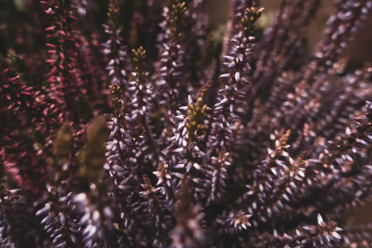 Common Heather Growing Mistakes: 9 Reasons Your Plants Turn Brown