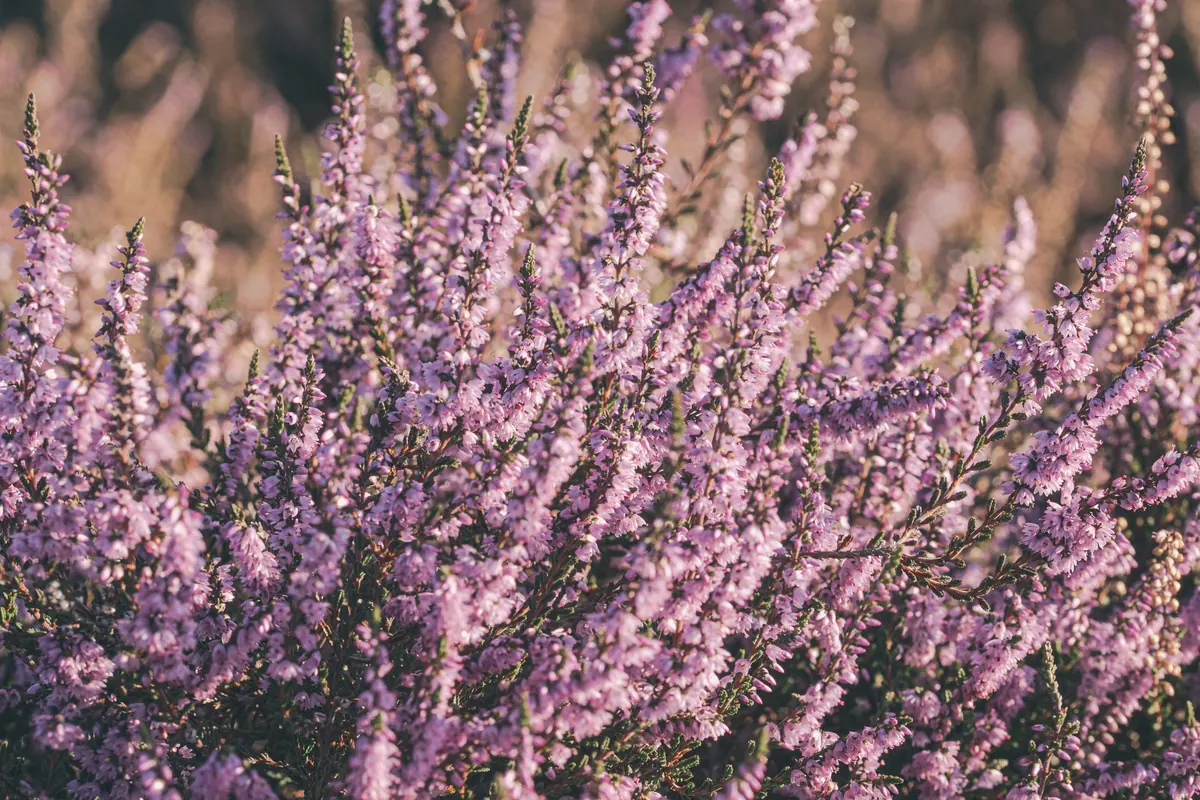 Heather Identification: Tell Calluna, Erica, and Daboecia Apart