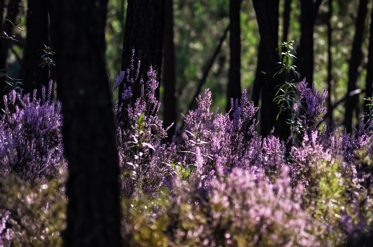 Heather Varieties for Acid Soil: 12 Summer-Blooming Picks