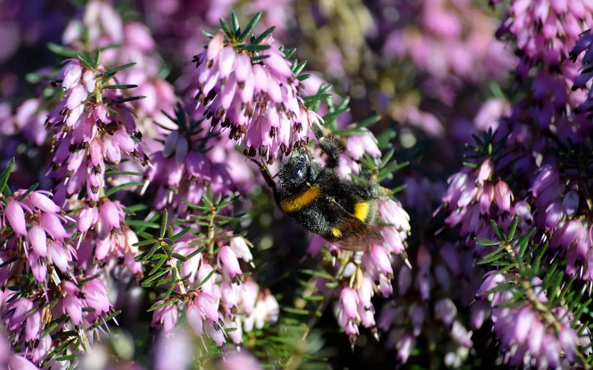 Heathers for Small Gardens: 8 Compact Varieties and Planting Ideas