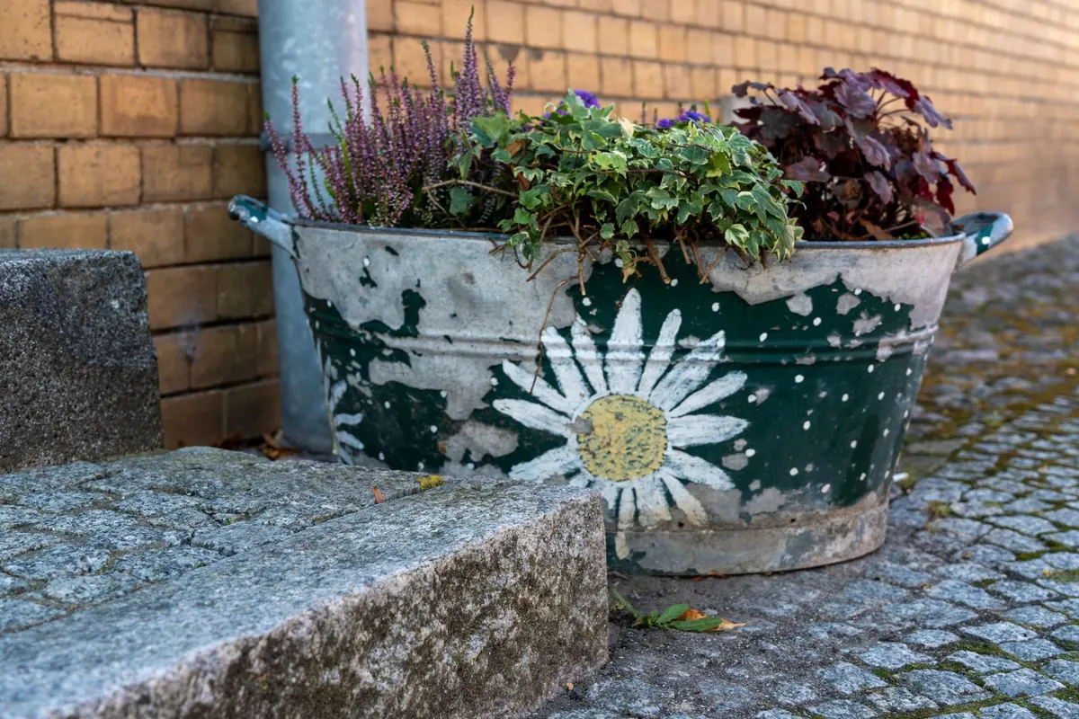 How to Grow Heather in Containers: Year-Round Care Checklist