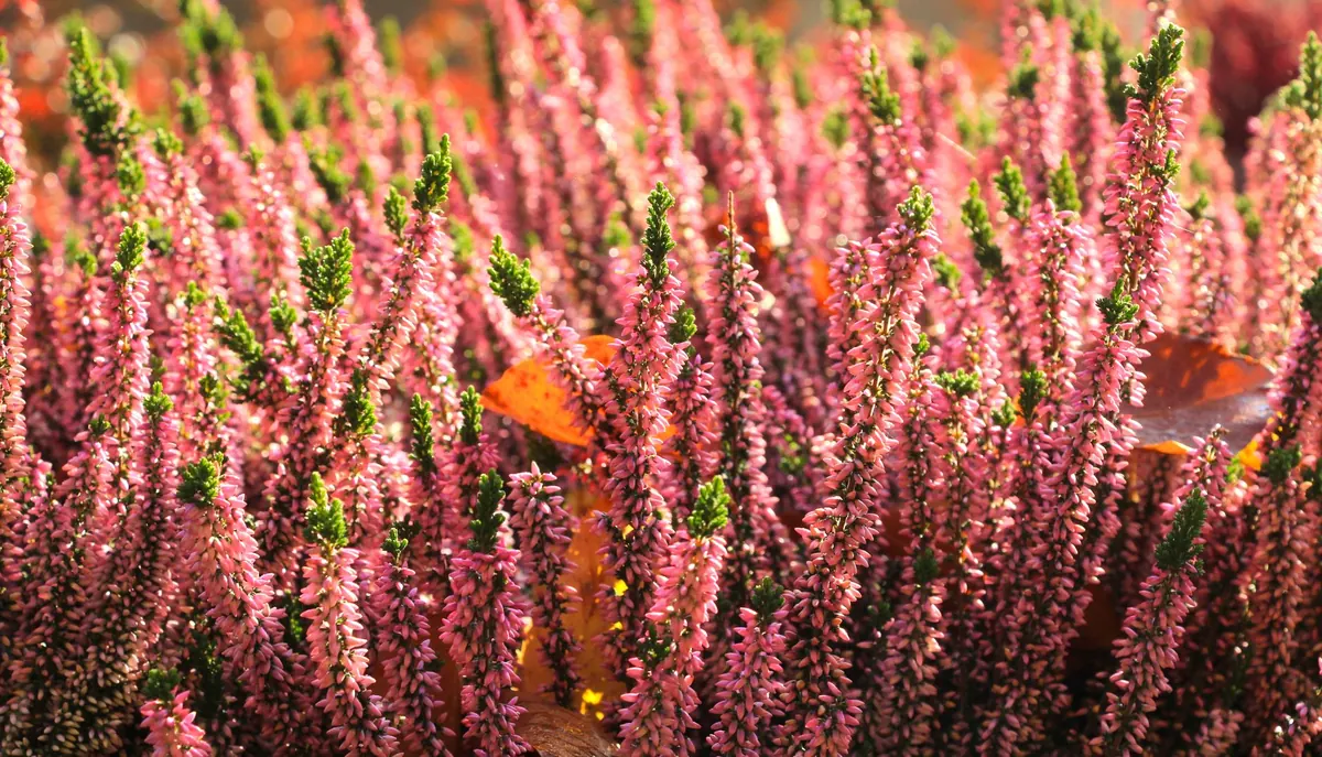 Seasonal Heather Care Calendar: What to Do in Spring, Summer, Fall, and Winter